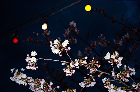 夜桜（Canon EOS 10QD）