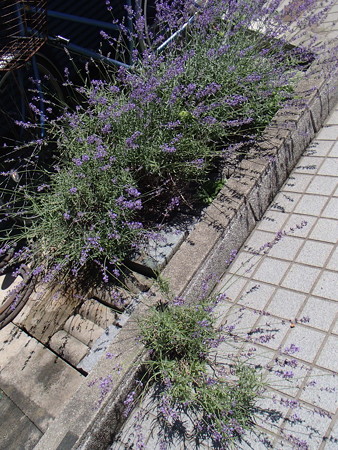 P6133793