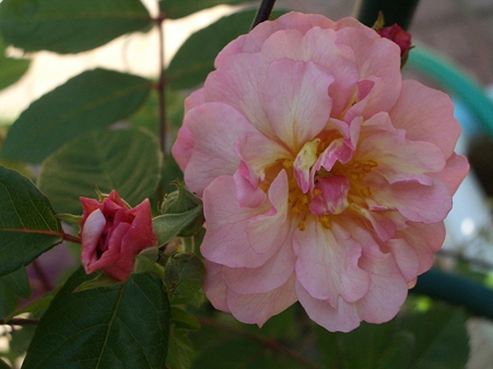 開花第1号はコーネリア♪
