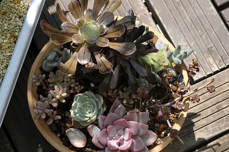 寄せ植えて半月くらい