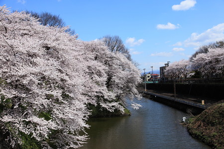 霞城公園大手門満開の桜