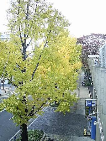 081128-山下公園通り (19)
