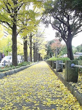 081128-山下公園通り (7)