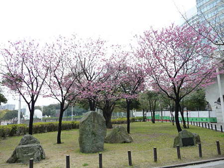 090401-MM21の桜 (7)