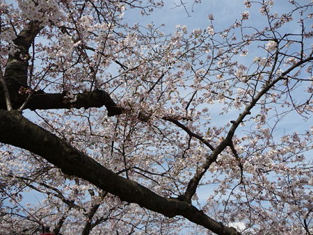090403-段葛 (4)