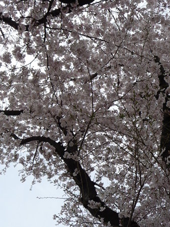 090404-南側入口 (2)