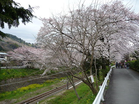 090405-山北駅桜並木 (3)