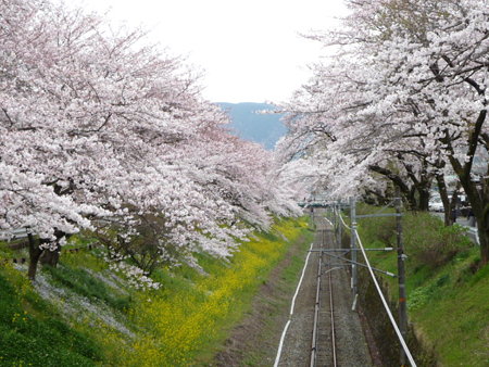 090405-御殿場線桜並木 (3)