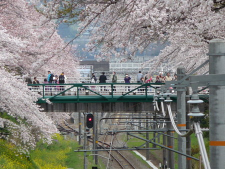 090405-御殿場線桜並木 (9)