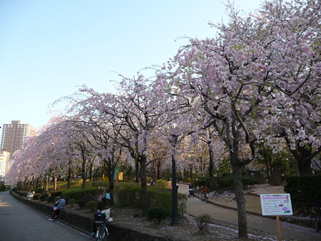 090409-川口の桜