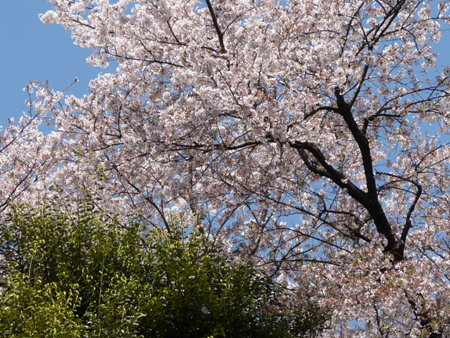 090409-野毛山動物園の桜 (4)