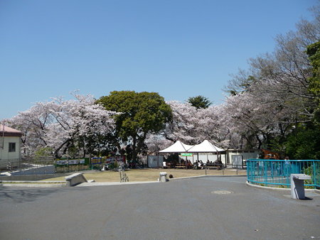 090409-野毛山動物園の桜 (2)