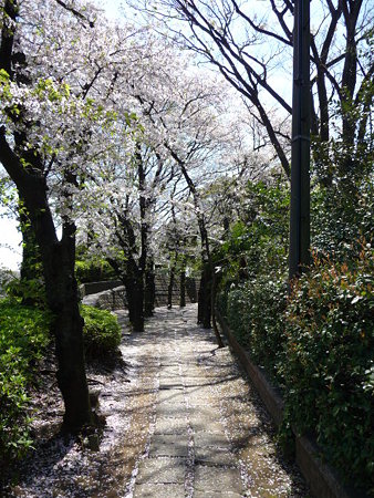 090409-野毛山公園の桜