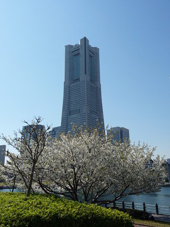 090409-MM21 ランドマークタワーと桜 (19)