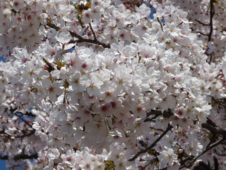 090409-MM21 汽車道と桜 (8)