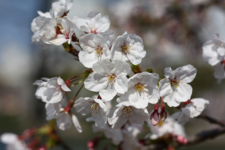 sakura2