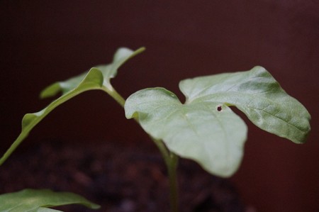 朝顔の芽5月20日 (7)