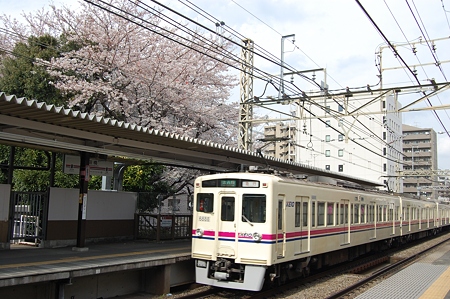 京王線と桜