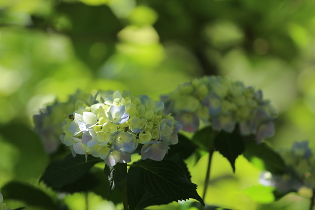 矢田寺の紫陽花