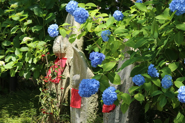 矢田寺の紫陽花