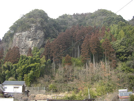 赤い杉
