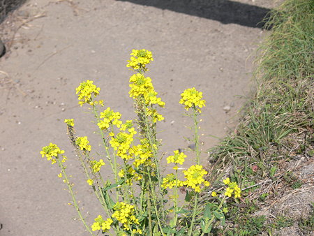 菜の花