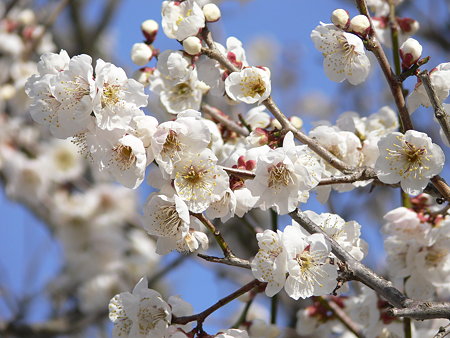 梅の花 白