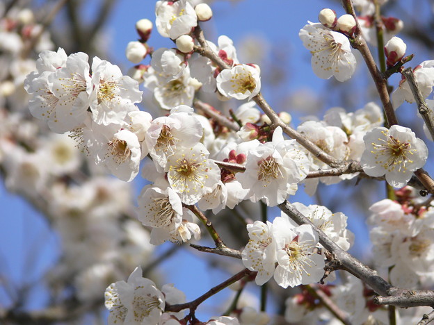 梅の花 白 写真共有サイト フォト蔵