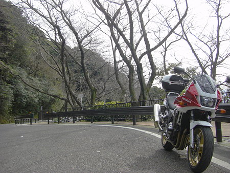 桜はまだ