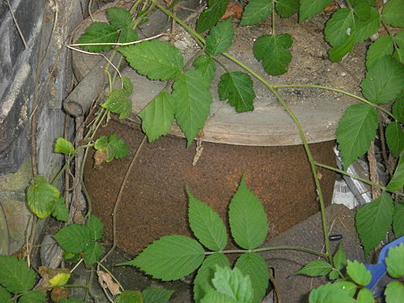 消し炭の甕・・・見張り役だんご虫