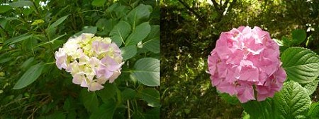 紫陽花2