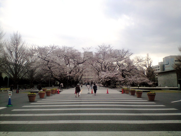 東工大 桜 写真共有サイト フォト蔵