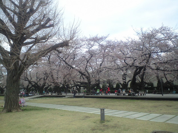 東工大 桜 写真共有サイト フォト蔵