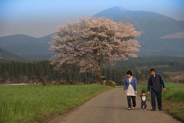 前原の一本桜 写真共有サイト フォト蔵