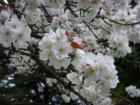 バラ科　桜　群桜