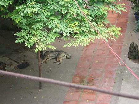怖い犬