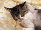 1105047_b~Young-Domestic-Kitten-Asleep-on-Bedding-Posters