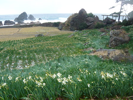 越前海岸の水仙