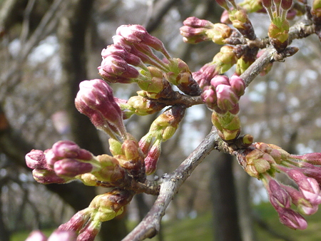 桜