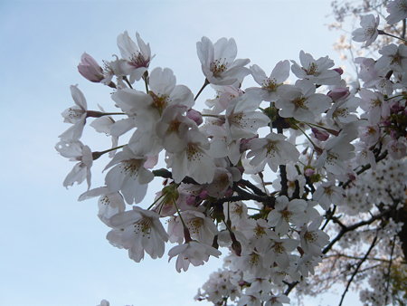 桜