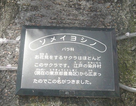 背割堤