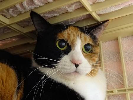 バジル「懐きが悪いとダメなんて・・・」