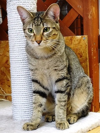 マサキ「月光・・・遊んでくれよ・・・」