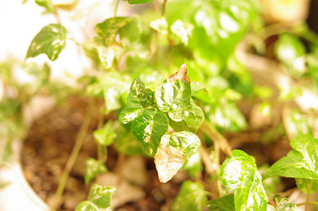 IMGP3855_s