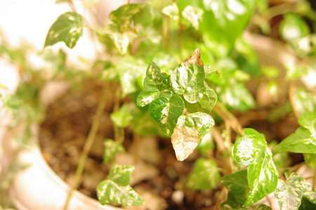 IMGP3851_s