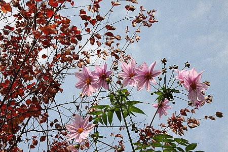 2008.11.18　ブラフ18番館　コダチダリア