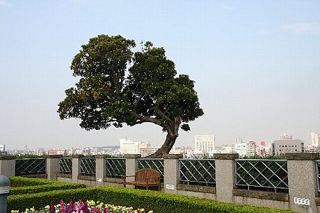 2008.11.18　外交官の家　庭の樹