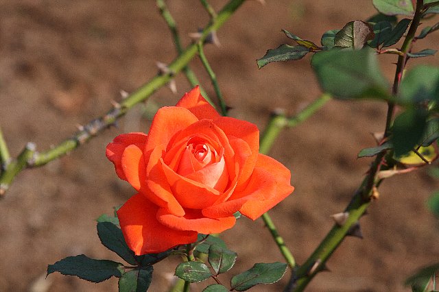 2008.11.18　港が見える丘公園　赤色の薔薇