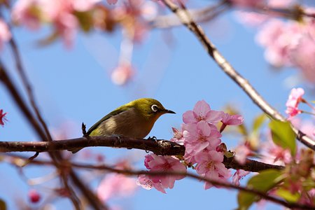 2009.02.21　松田山ハーブガーデン　河津桜にメジロ 5
