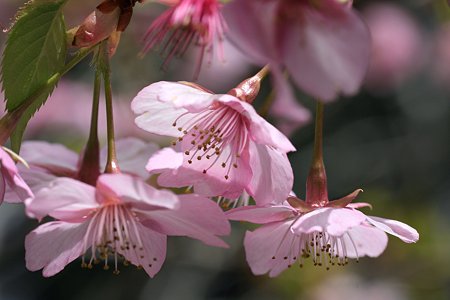 2009.02.28 笠森観音 河津桜